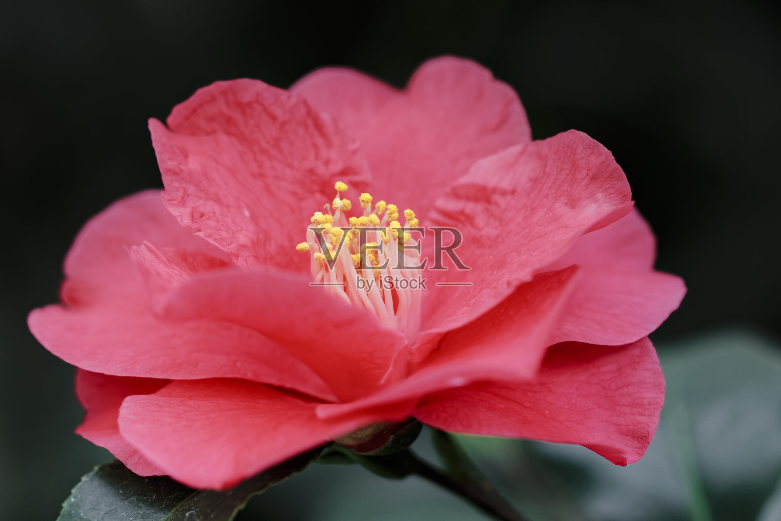 茶花(Camellia japonica L.)“弗雷德·桑德”照片摄影图片