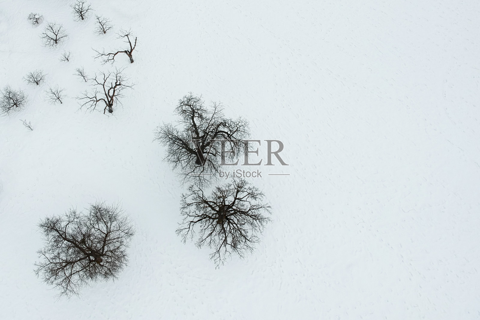 雪中的树木照片摄影图片