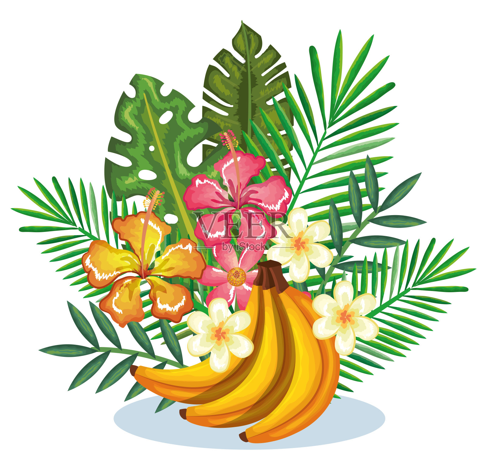 热带植物园，香蕉丛插画图片素材