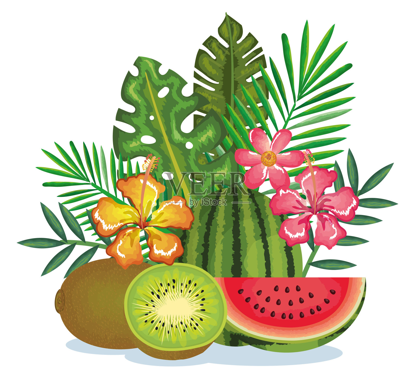 热带花园，猕猴桃和西瓜插画图片素材