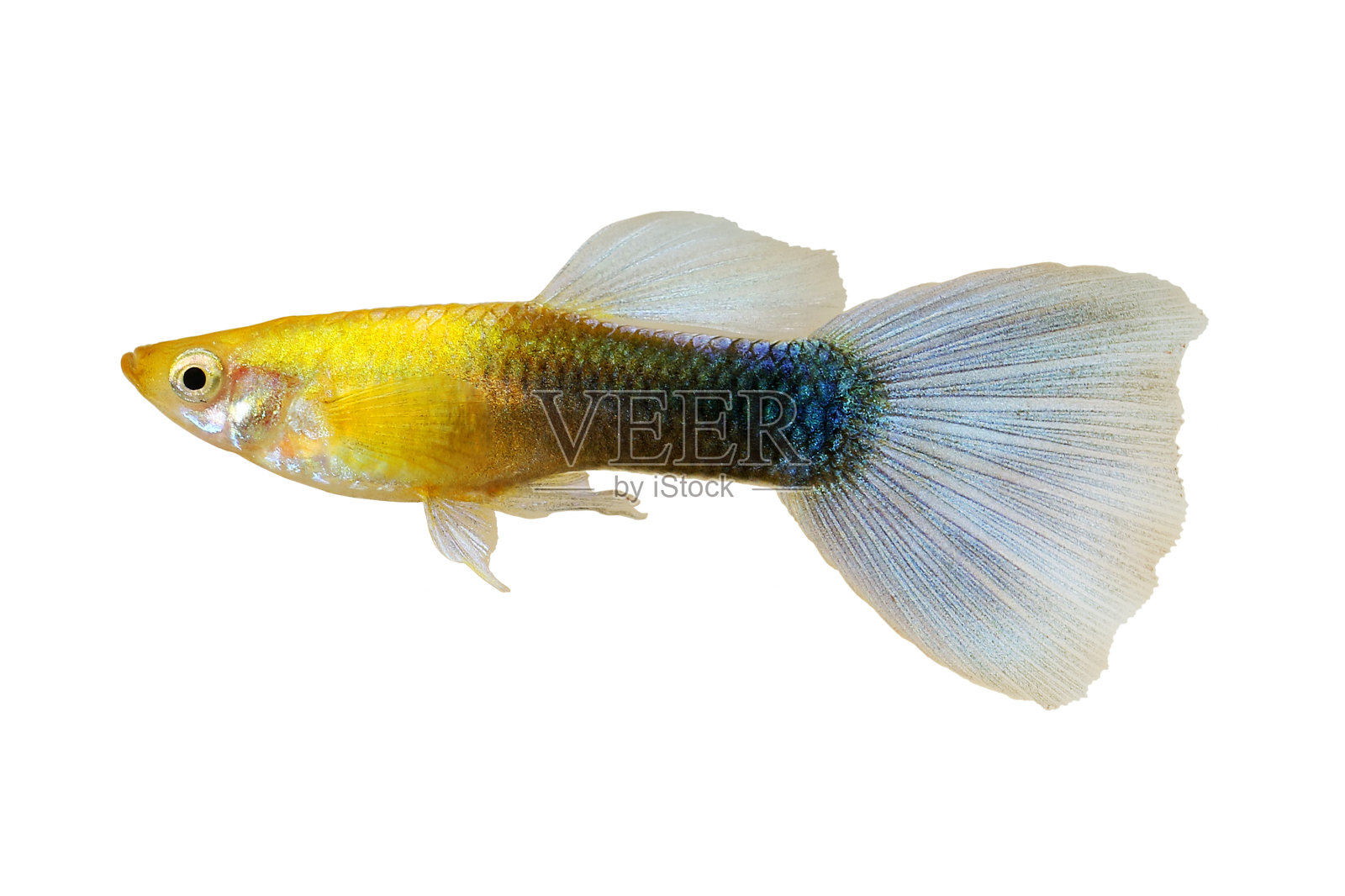 虹鳉是色彩缤纷的彩虹热带水族鱼照片摄影图片