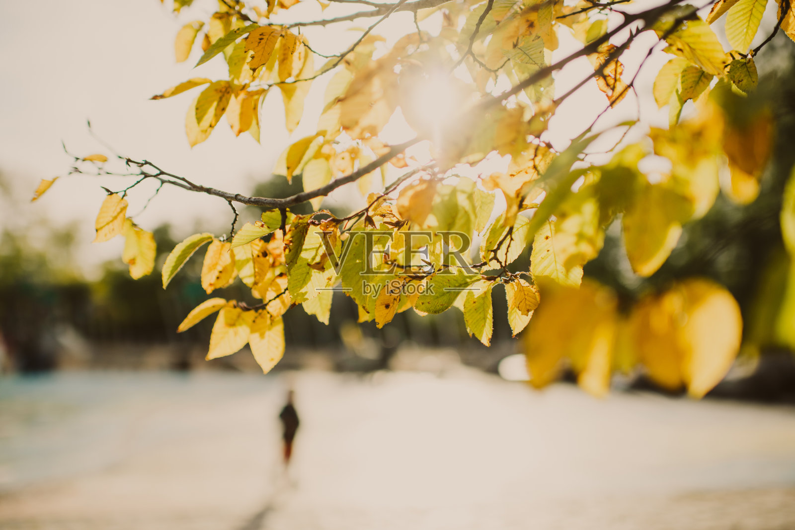 秋天的树叶照片摄影图片