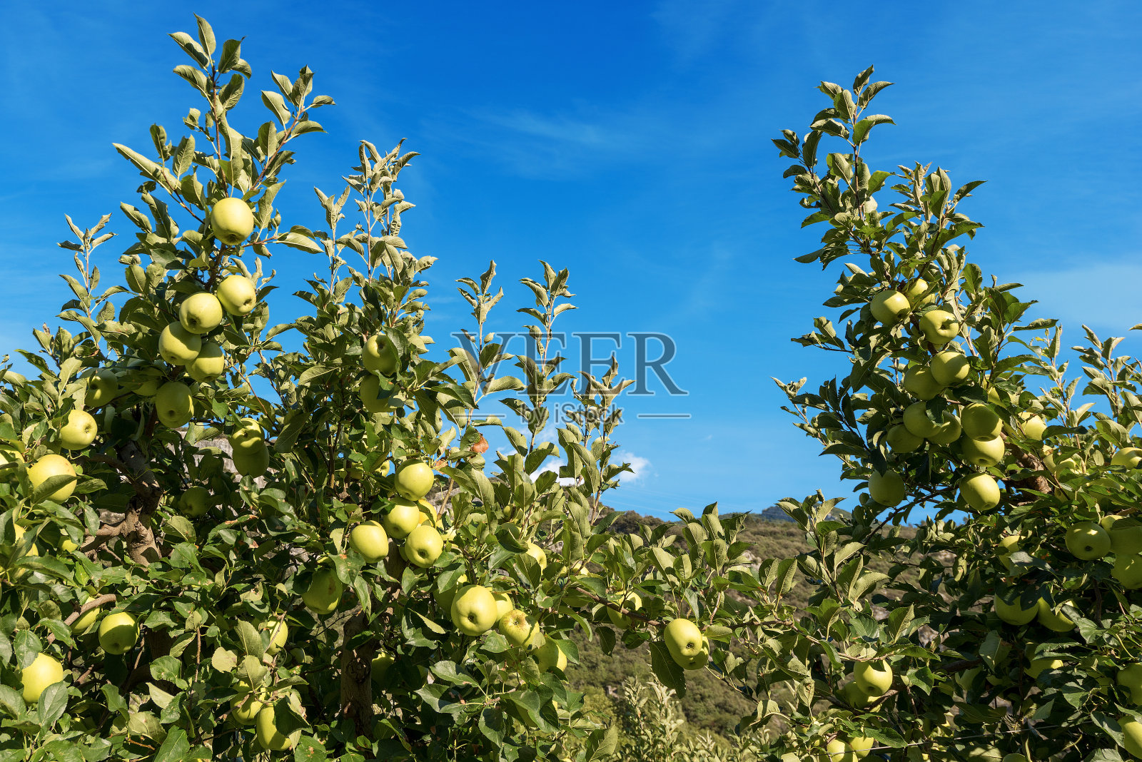 有青苹果的树——意大利特伦蒂诺照片摄影图片