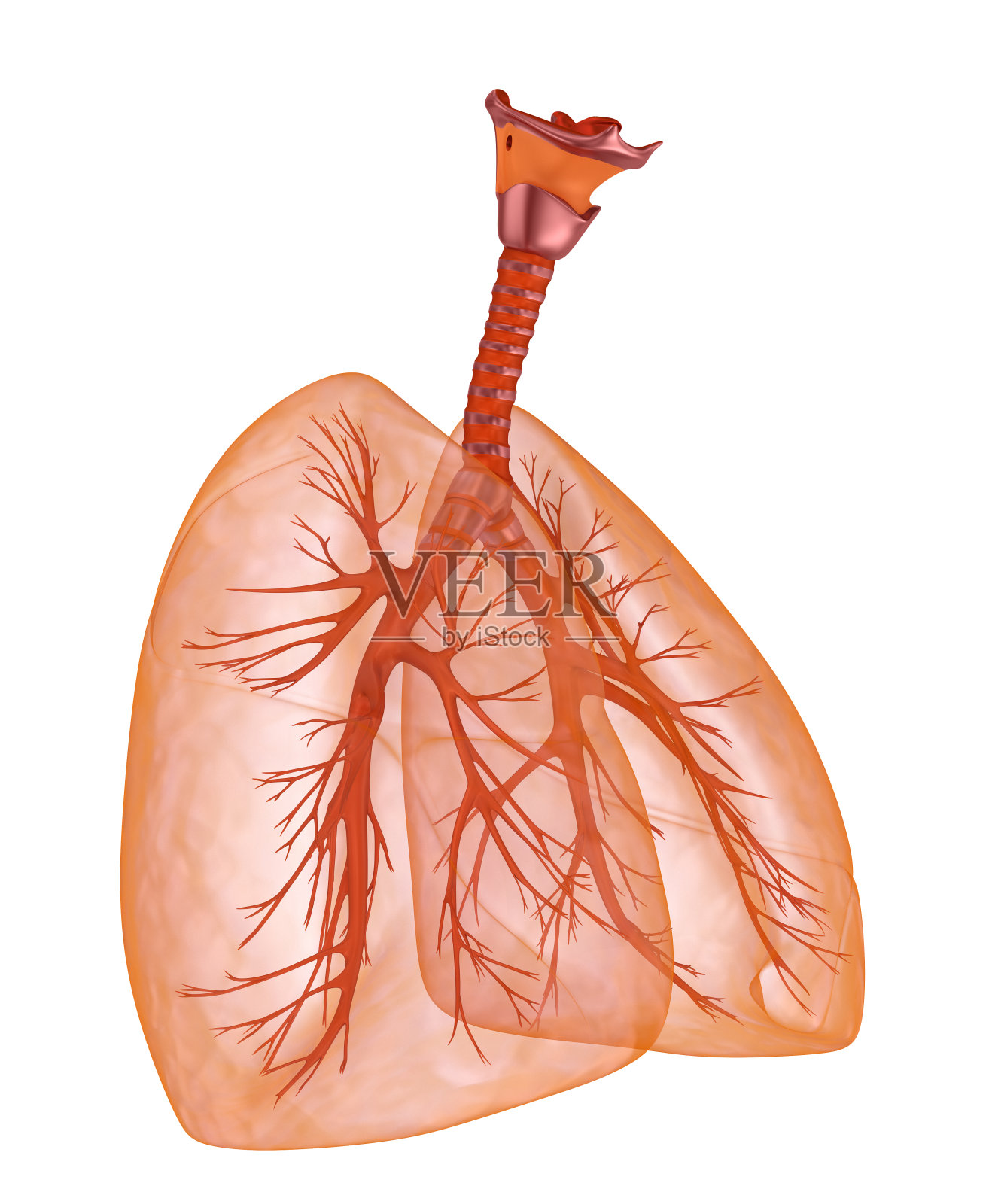 人类的肺和气管。医用精准3D插图照片摄影图片