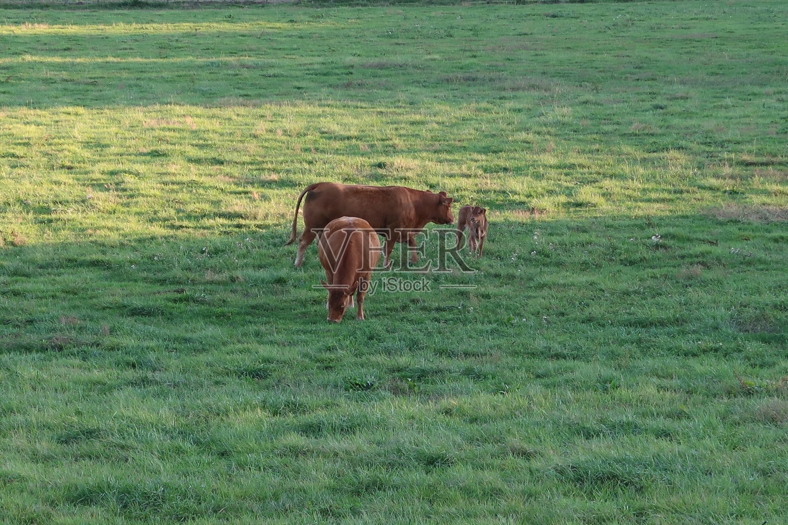 Charolais牛照片摄影图片