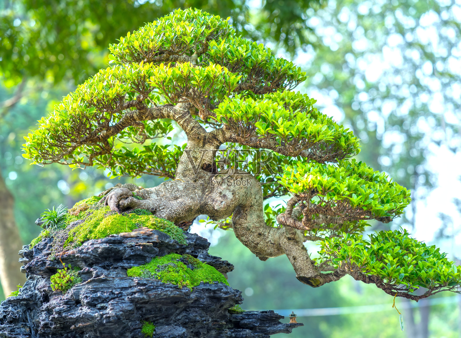 绿色盆景树在一盆植物茎的形状照片摄影图片