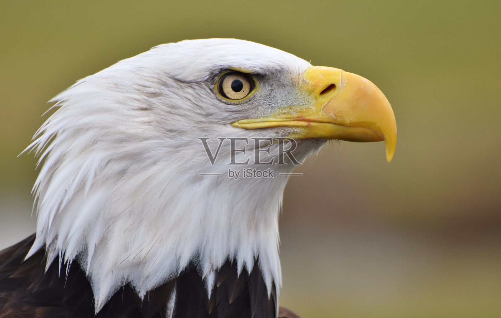 秃鹰（哈利图斯·卢科塞帕卢斯）照片摄影图片