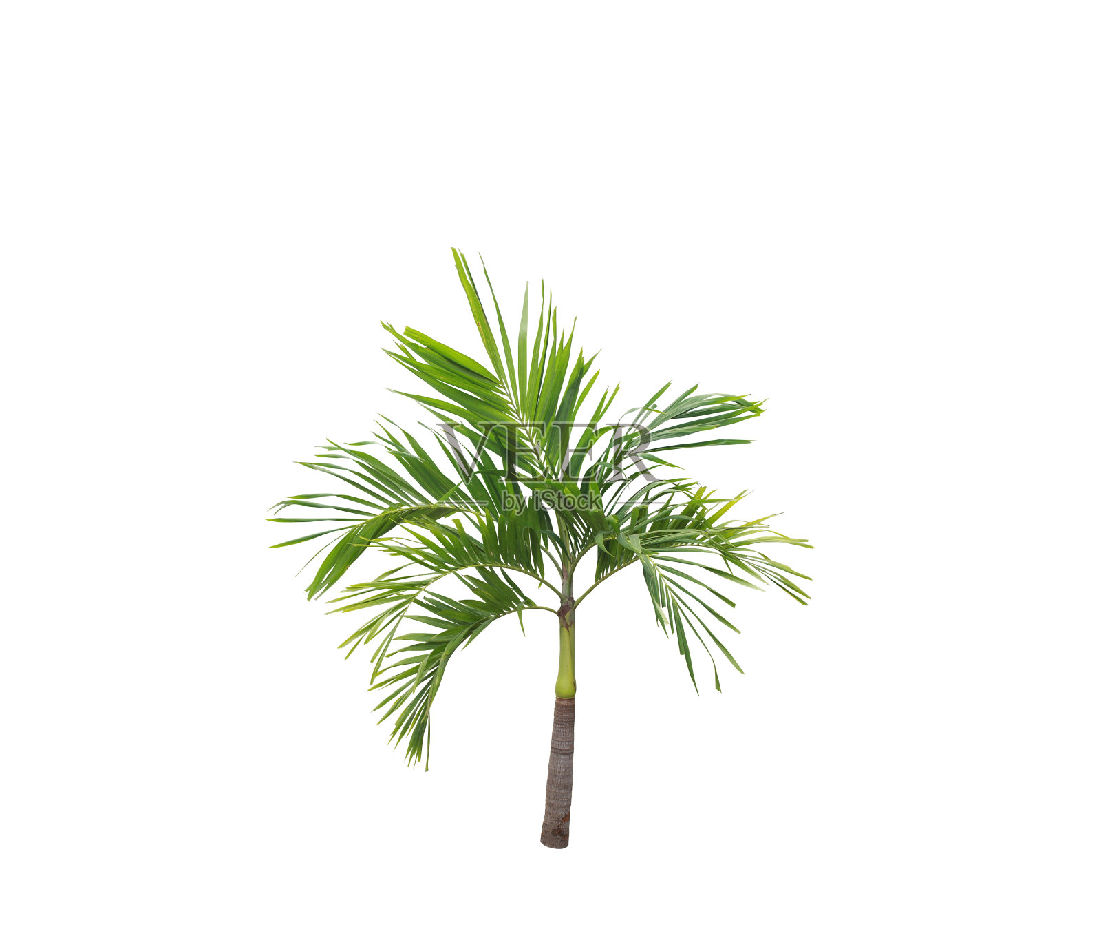 椰子树孤立在白色背景与修剪路径照片摄影图片