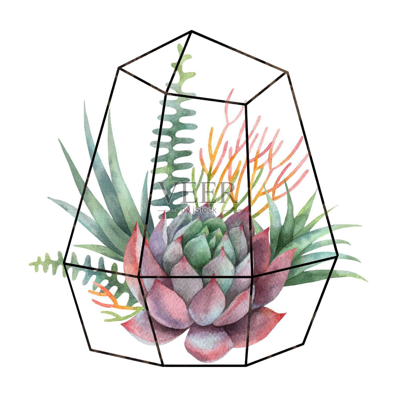 水彩载体组成的仙人掌和多肉植物盆栽几何florarium孤立在白色的背景。插画图片素材