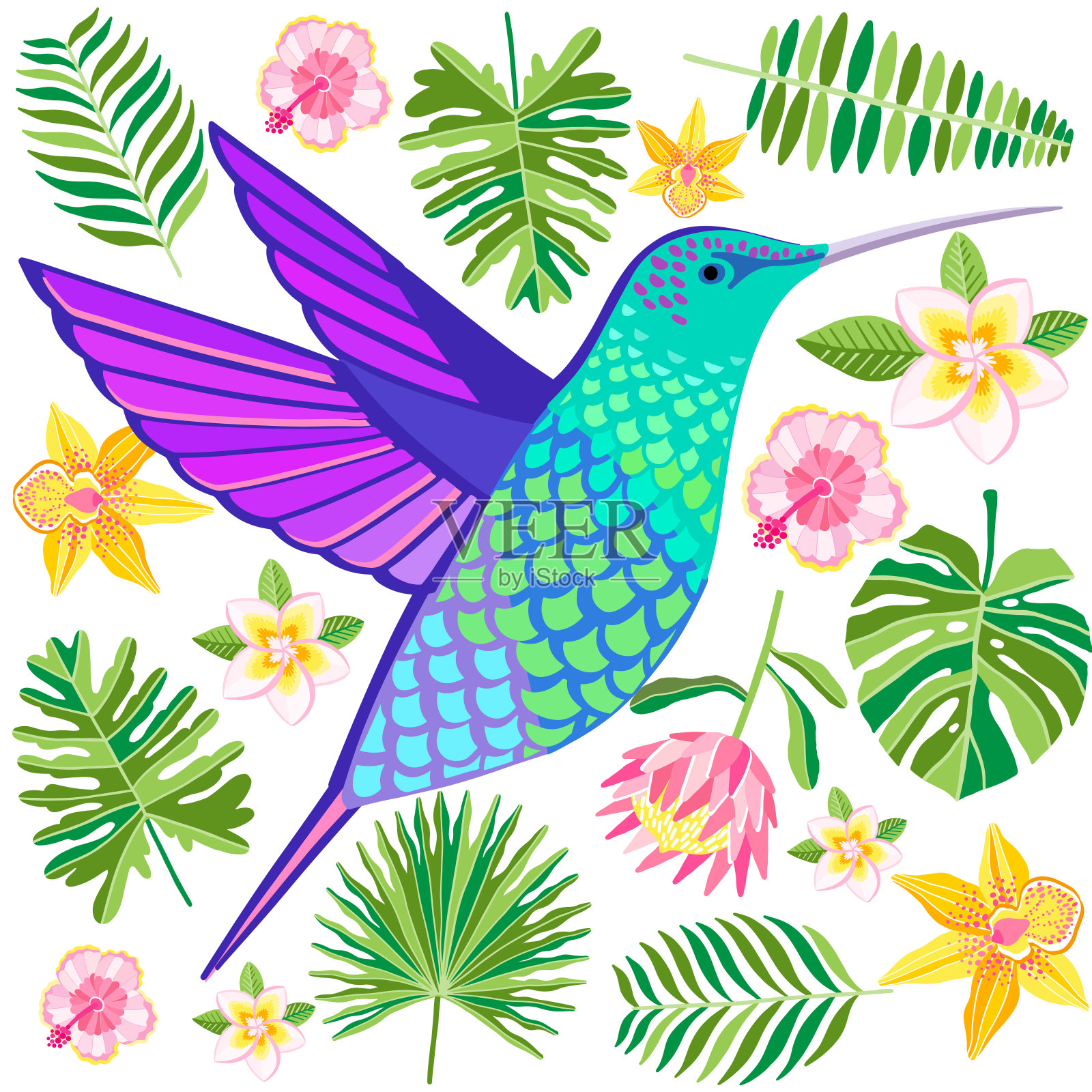 向量蜂鸟插图。会飞的热带colibri鸟插画图片素材