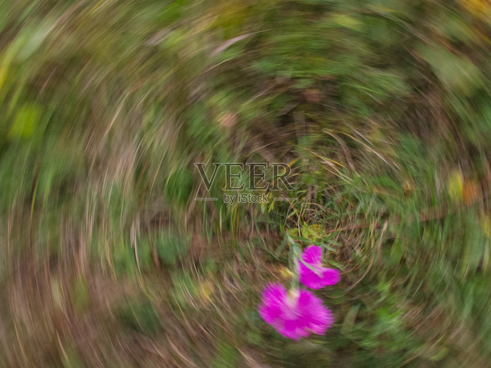 晕眩，抽象化的粉红色花朵照片摄影图片