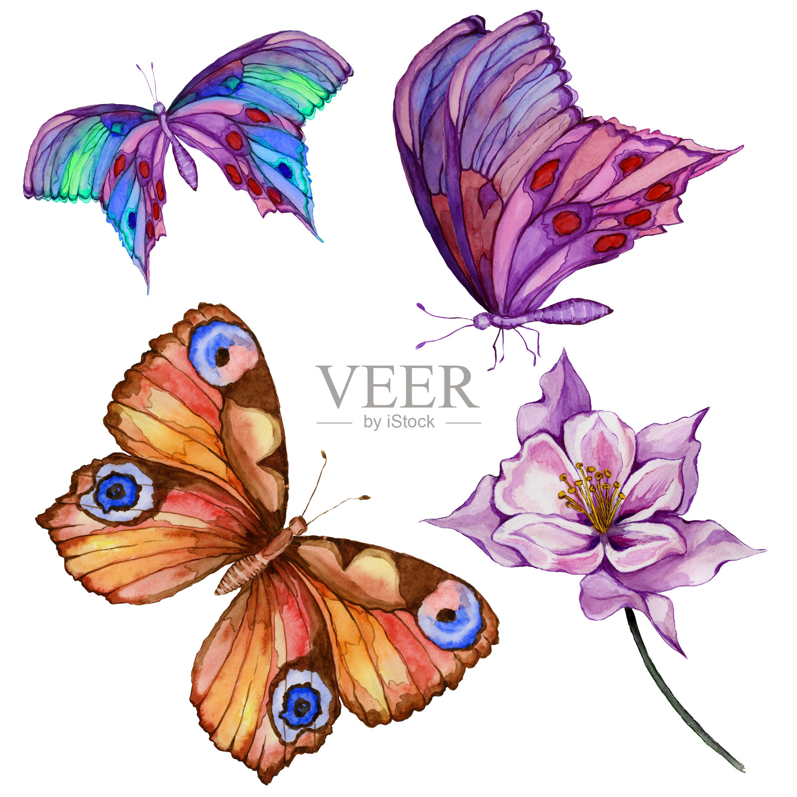 水彩画。三只鲜艳美丽的蝴蝶，茎上的耧斗菜花。孤立在白色背景上。插画图片素材