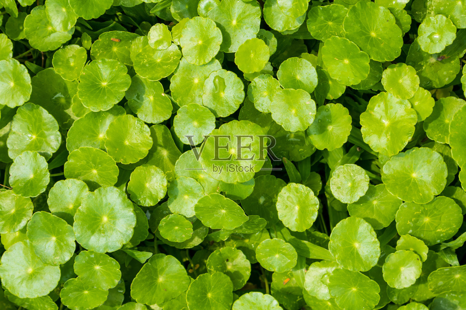 亚洲积雪草的中草药叶，称为可拉草照片摄影图片