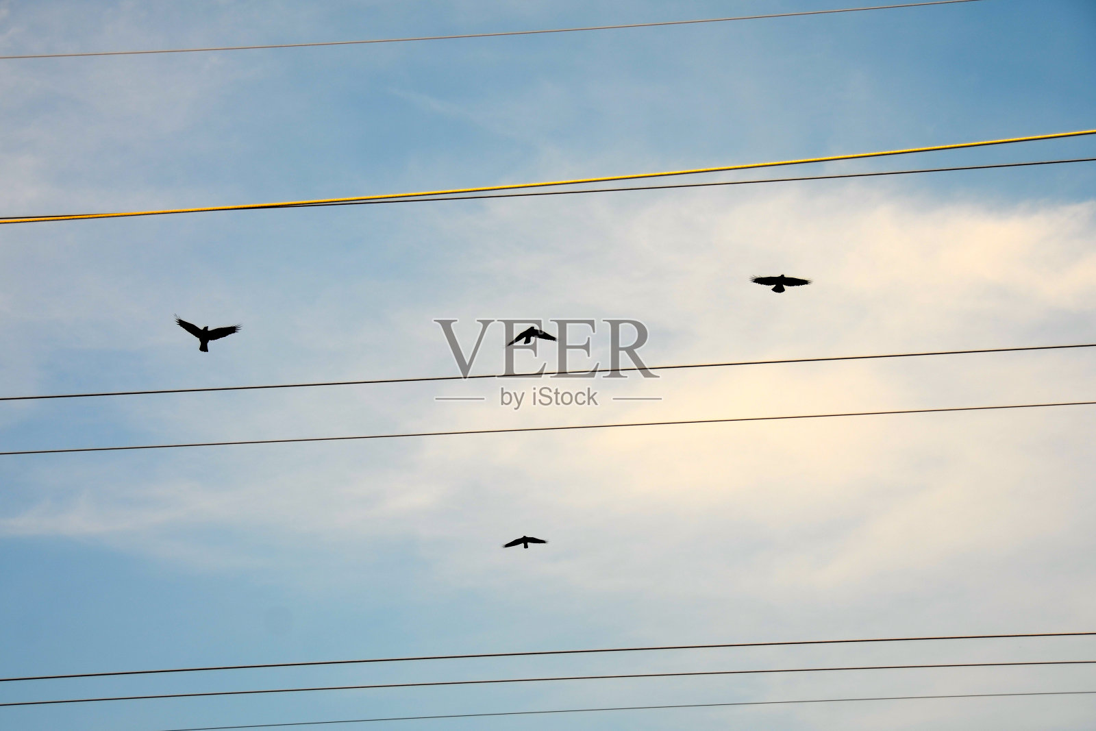 四只鸟在飞翔照片摄影图片