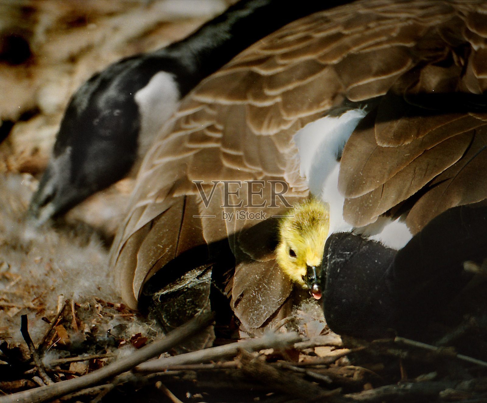 加拿大鹅和幼翼，汉诺威，宾夕法尼亚州。照片摄影图片
