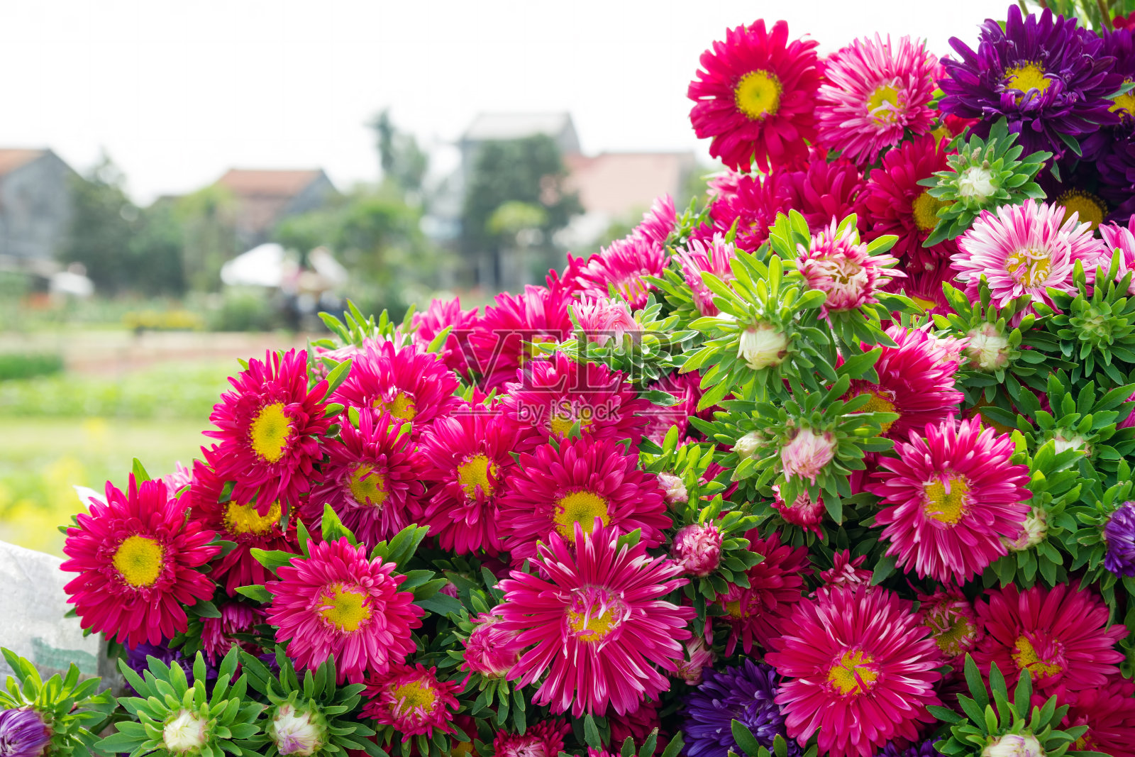 五颜六色的紫色和粉红色菊花的背景与村庄的观点。照片摄影图片