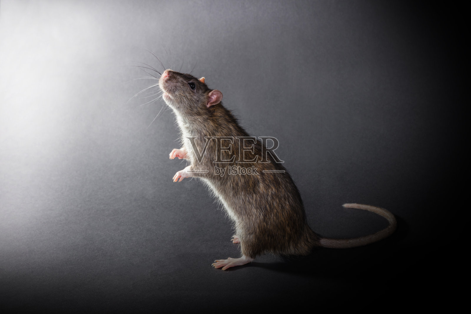 动物灰鼠站立照片摄影图片
