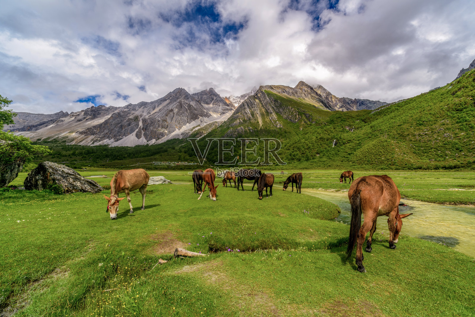 以雪山为背景的高原野地上的马群。照片摄影图片