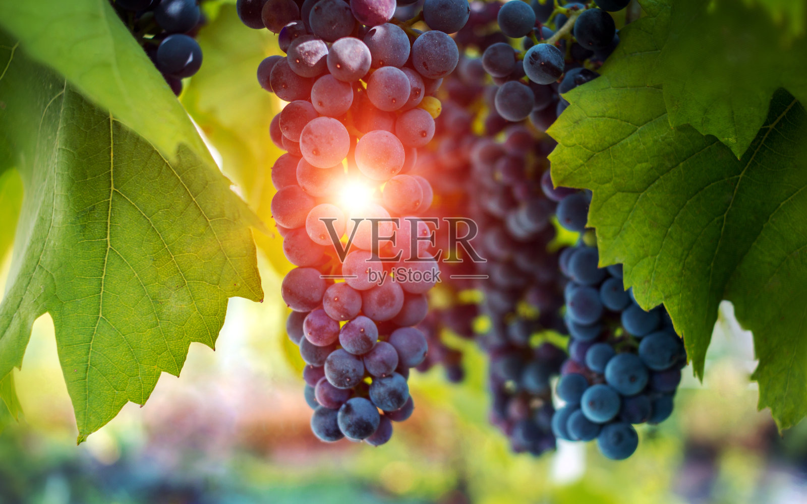 葡萄，一串成熟的深色葡萄，在阳光下。照片摄影图片