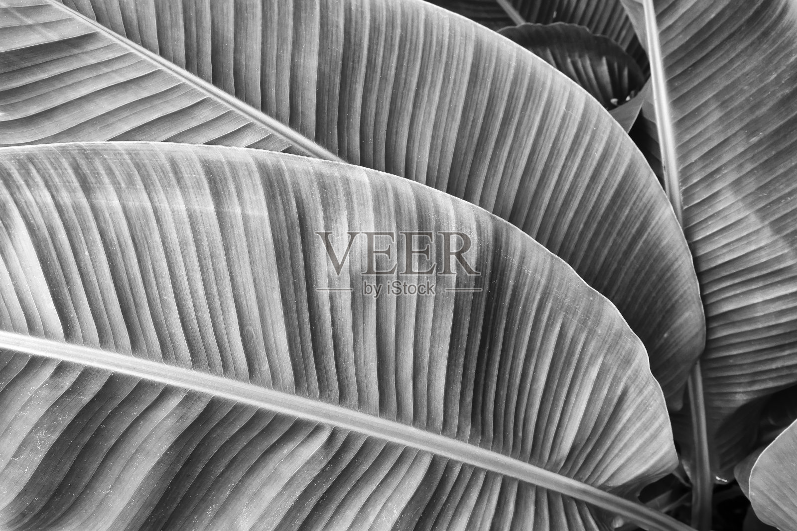 热带香蕉棕榈叶纹理背景照片摄影图片