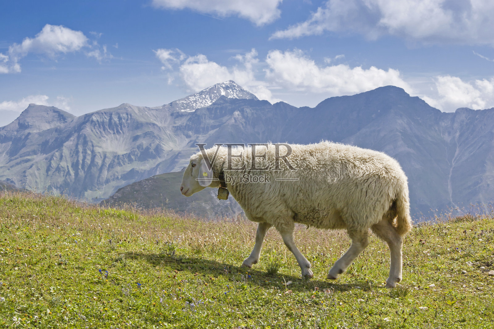 绵羊在山里度过夏天照片摄影图片
