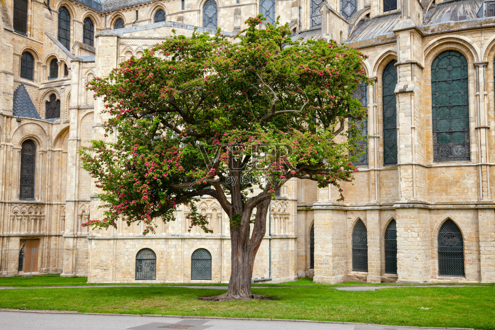 英国南部肯特郡坎特伯雷大教堂的开花树照片摄影图片