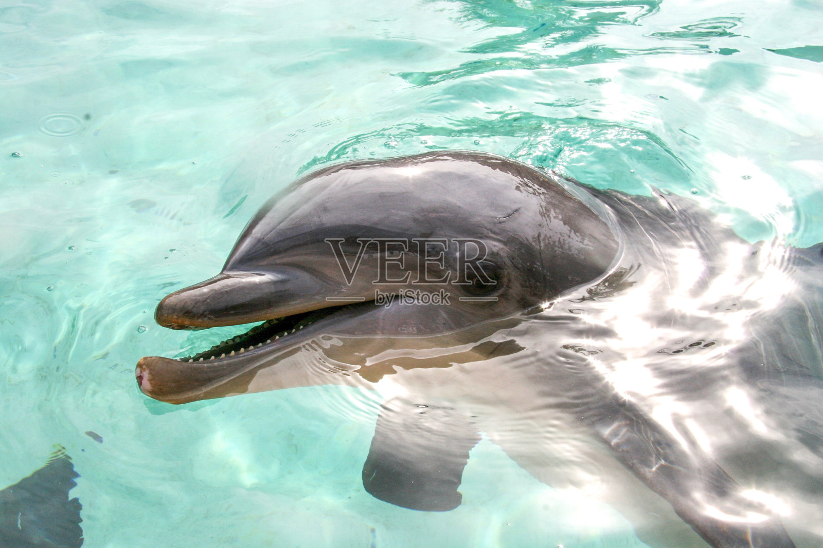 微笑的海豚游泳照片摄影图片