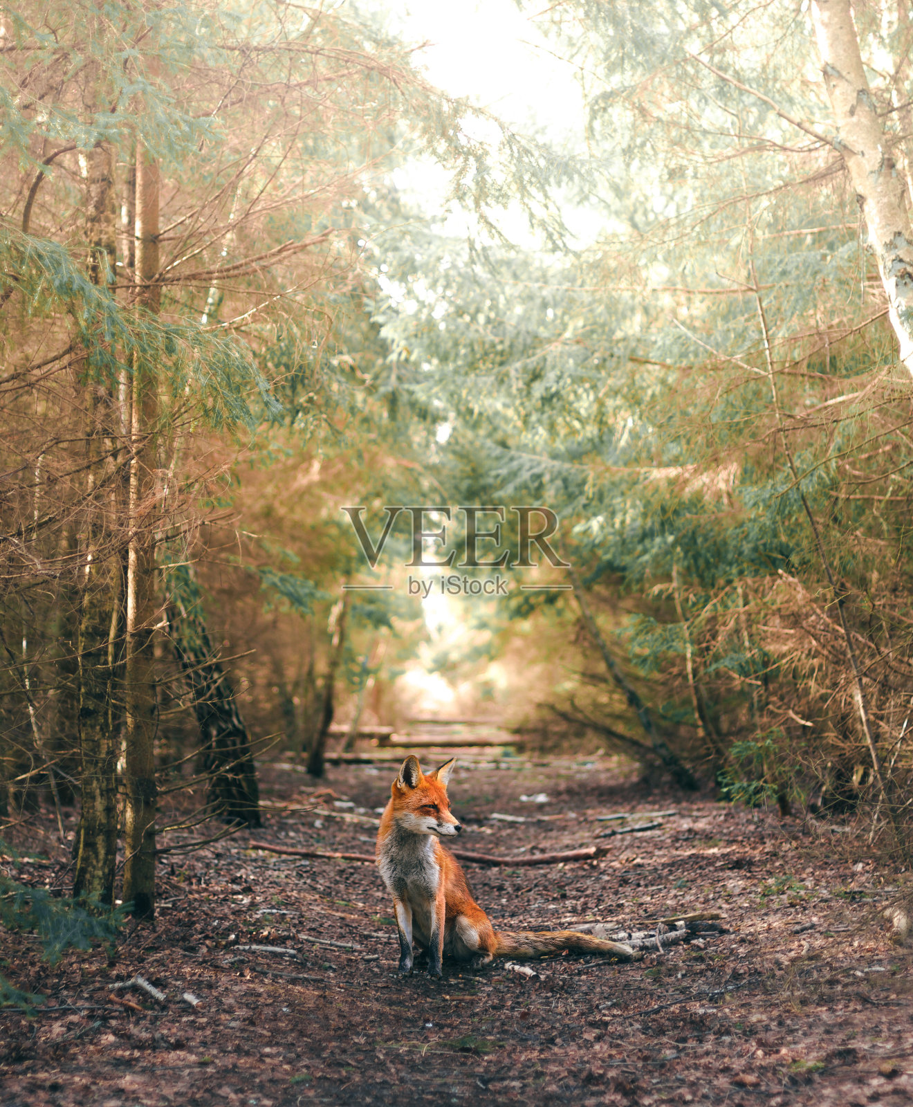 一只坐在林中空地的狐狸照片摄影图片