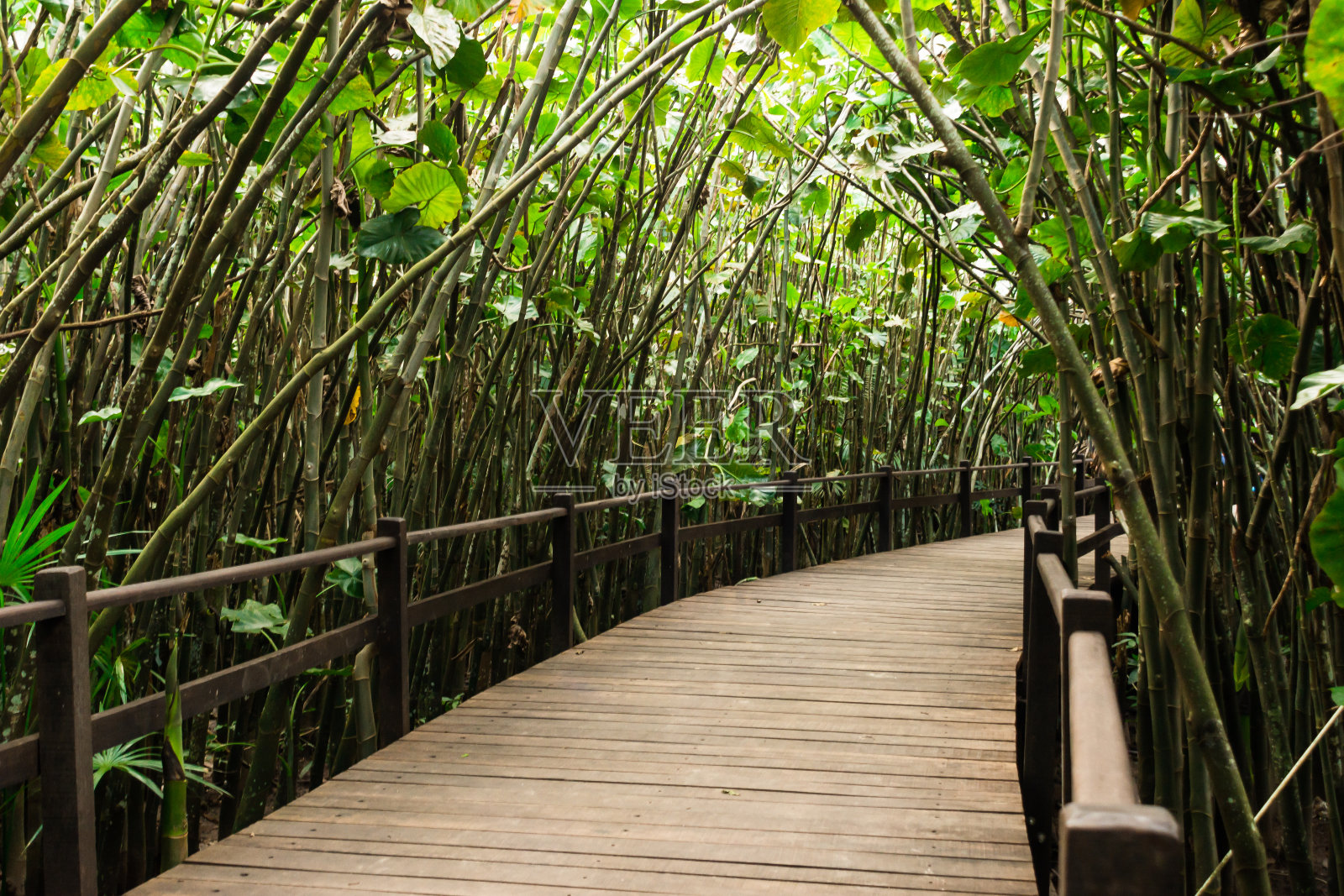 木制人行桥穿过巴西亚马逊森林的绿色隧道照片摄影图片