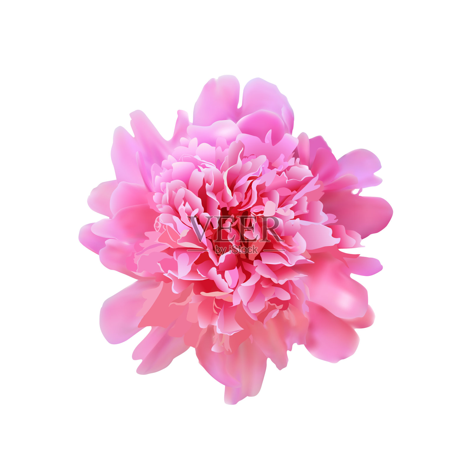 向量现实粉红牡丹花设计元素图片