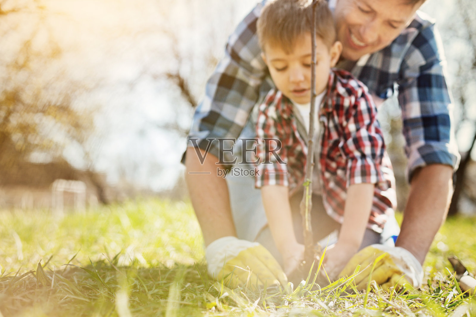 愉快的父亲和他的儿子种植一棵树照片摄影图片