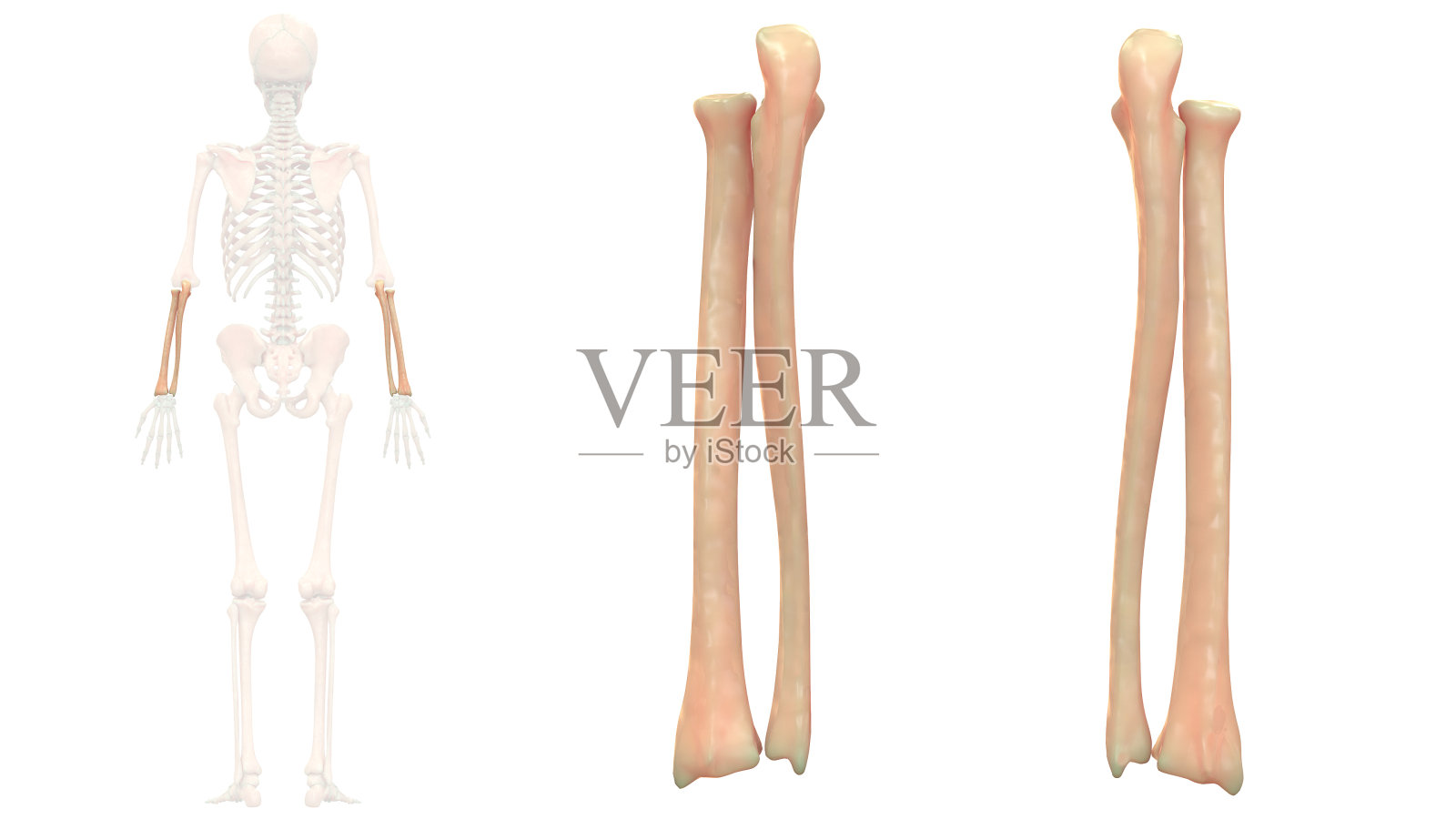 人体骨骼系统、桡骨和尺骨解剖学照片摄影图片