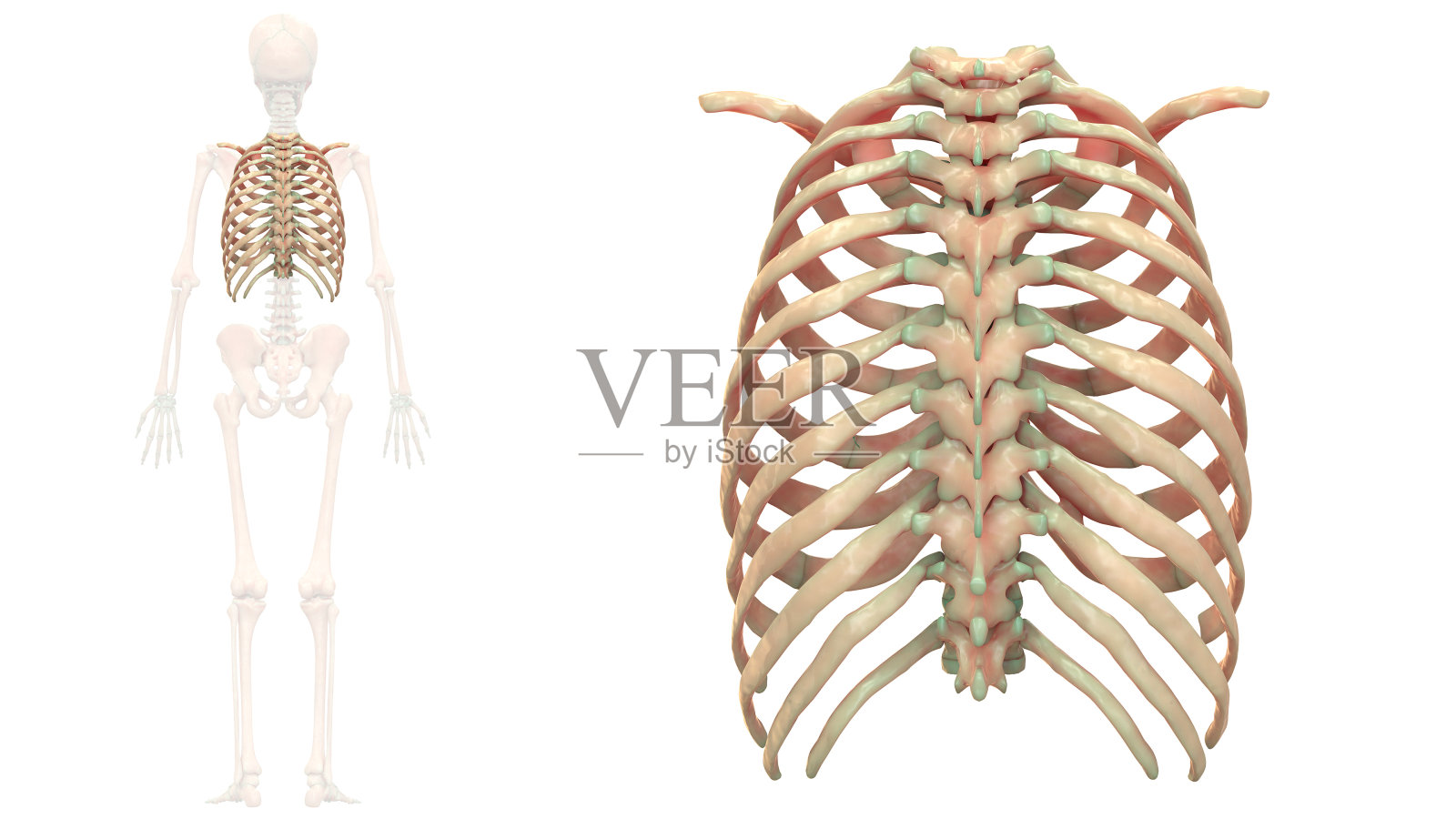 人体骨骼系统胸骨解剖学照片摄影图片