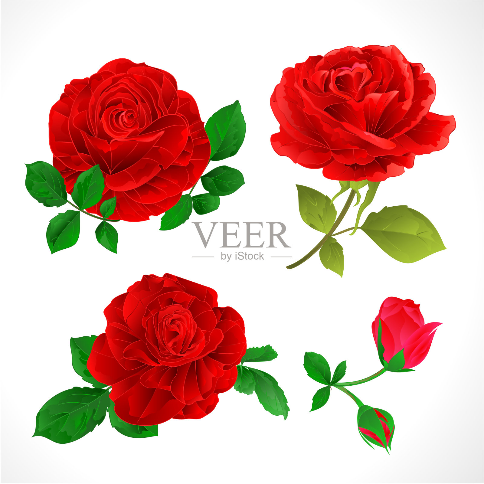带有花蕾和叶子的红玫瑰在白色背景上设置两个矢量插图可编辑插画图片素材