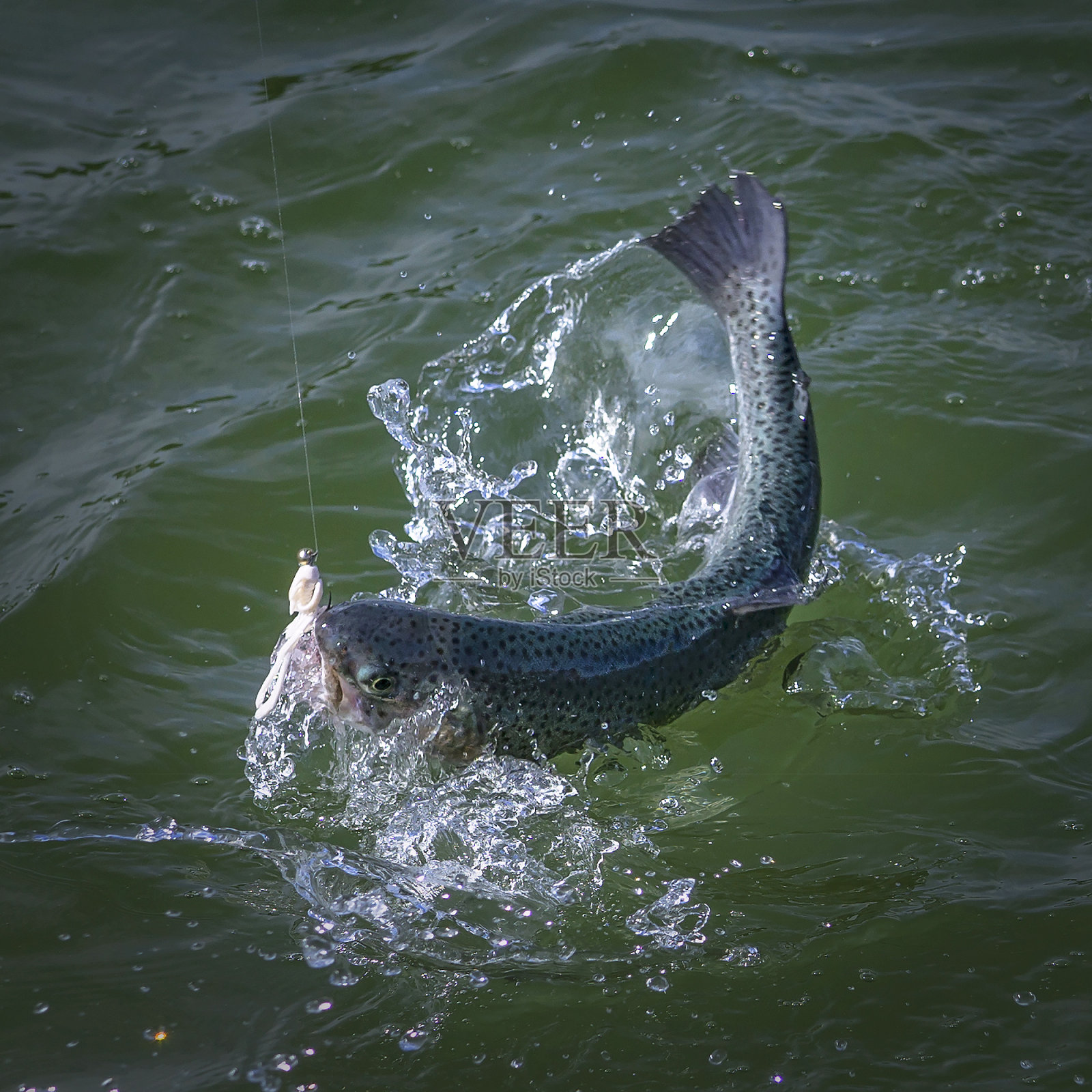 在水里溅起水花的鳟鱼和鲑鱼。区域渔业的背景照片摄影图片