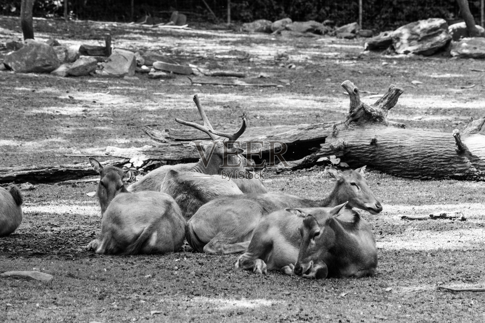 一群Père大卫的鹿在休息照片摄影图片