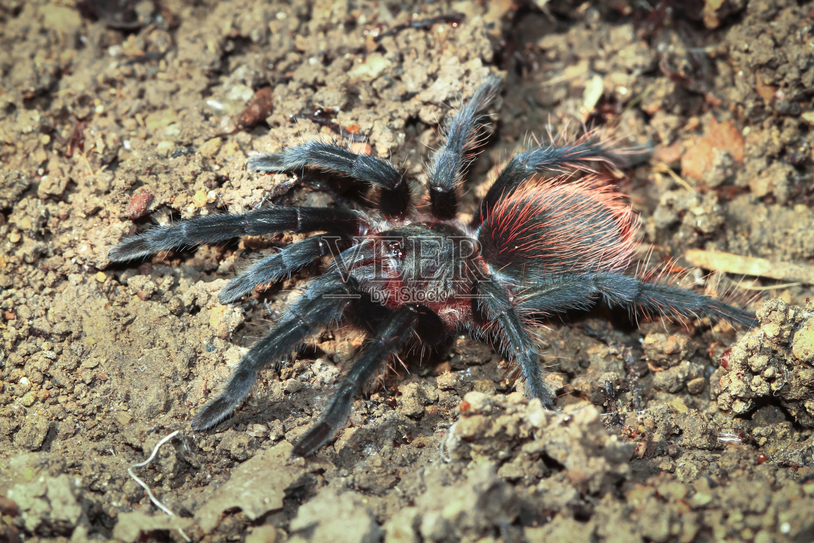 伯利兹森林地面上的墨西哥红臀狼蛛照片摄影图片