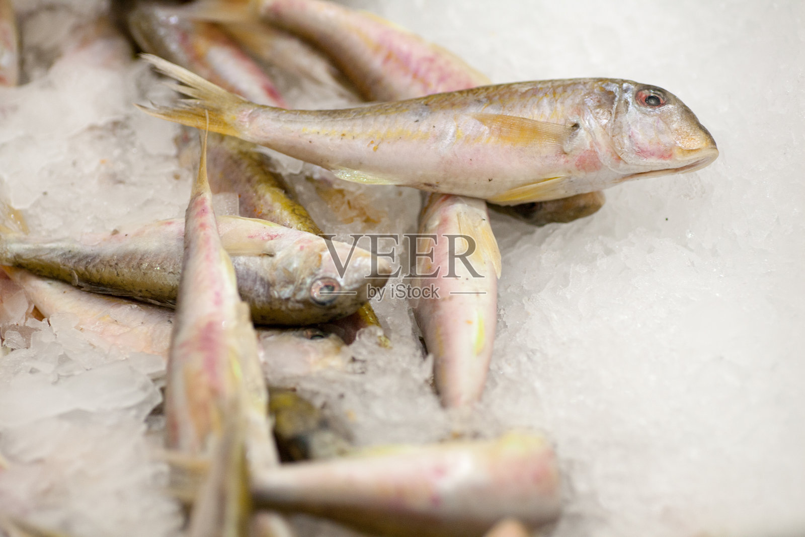 冷冻鱼。Freshfish市场。Gilt-head鲤科鱼。市场上出售的鱼。冰上的海鲷鱼。市场上出售的冰冻鲜鱼。一堆冻生鱼在冰上。照片摄影图片