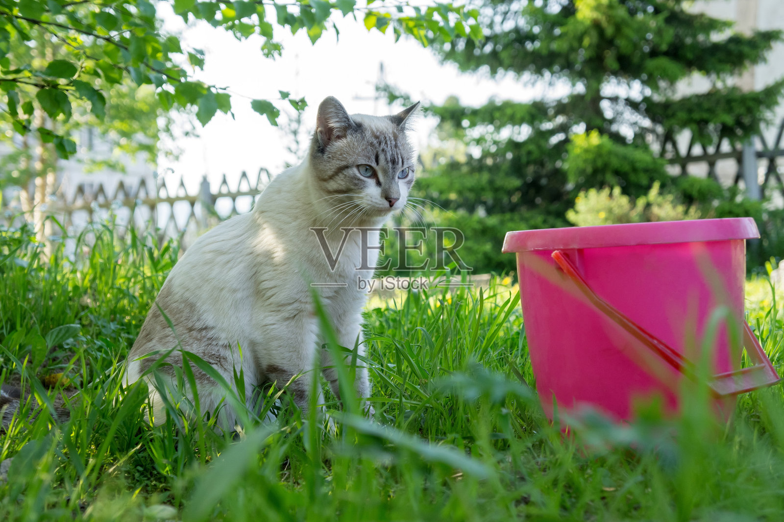 一只白色的虎斑猫坐在院子里的一只粉红色的水桶旁边。照片摄影图片