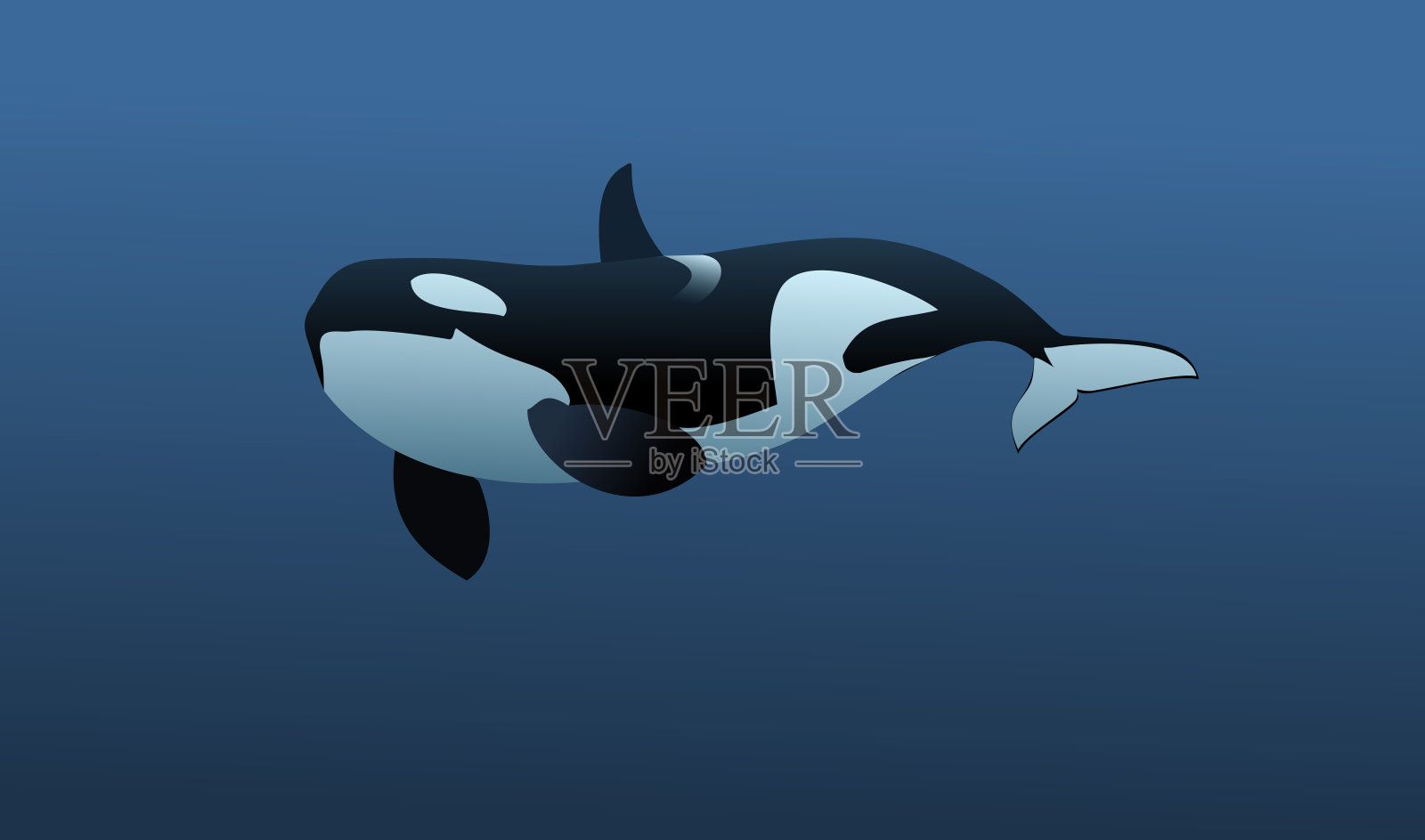 海底的虎鲸插画图片素材