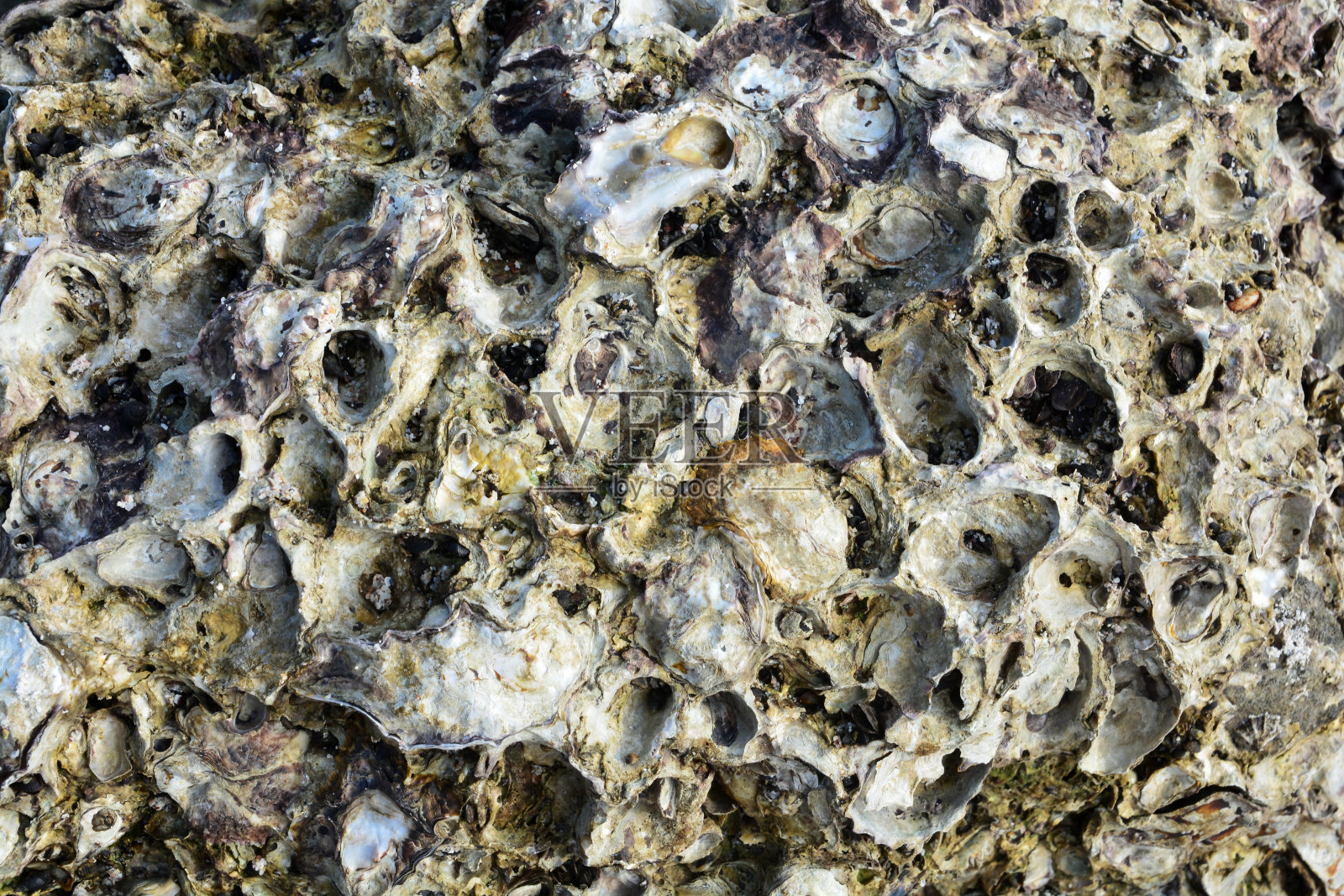 野生牡蛎退潮时附着在岩石上照片摄影图片