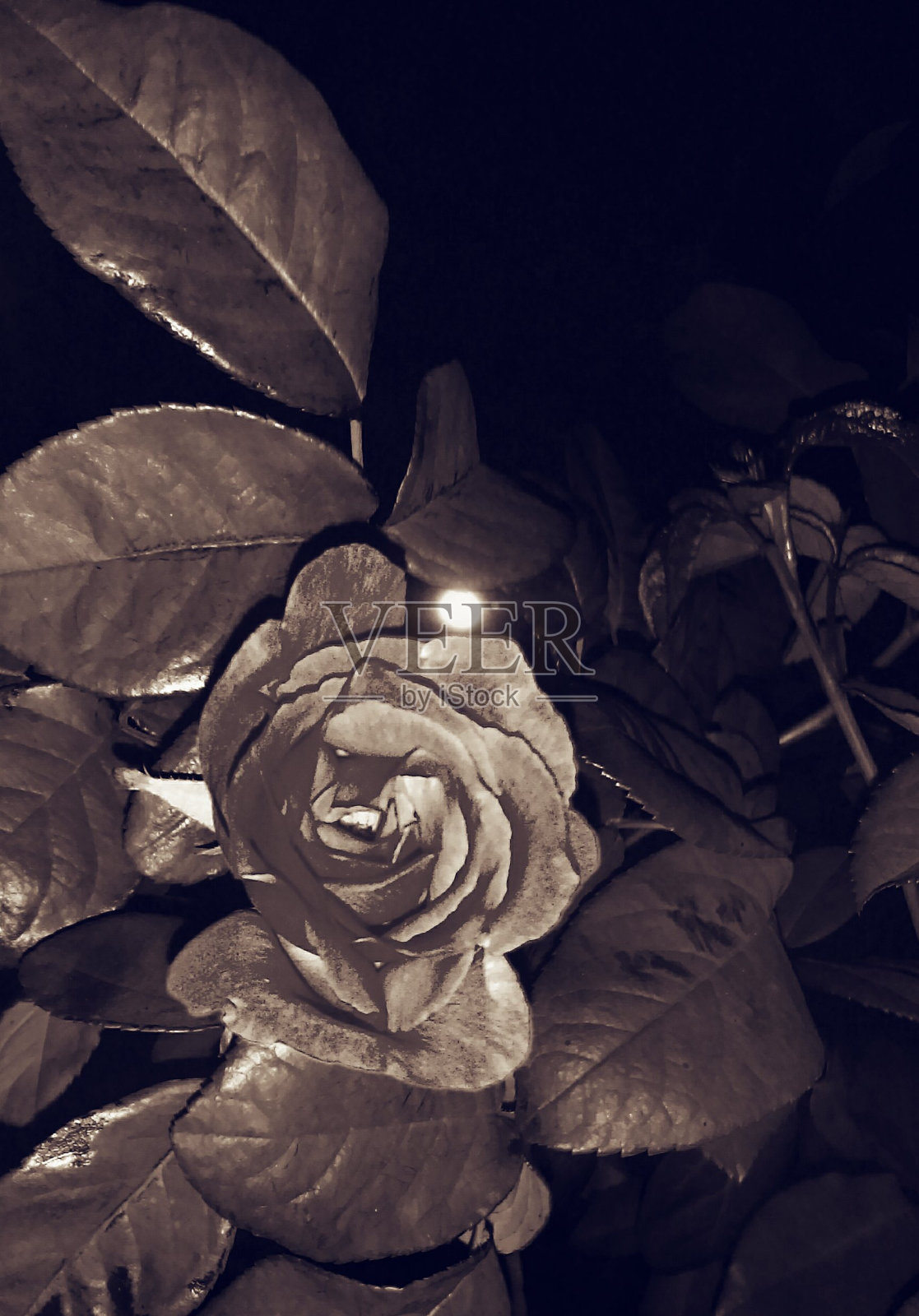 午夜的玫瑰照片摄影图片