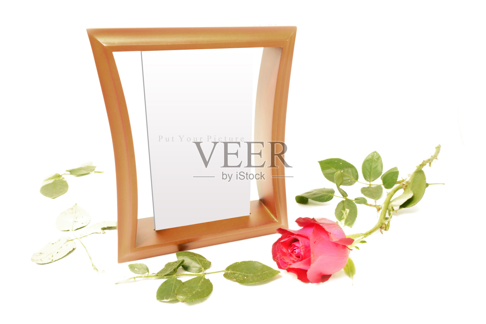 画框和白色背景上的玫瑰照片摄影图片
