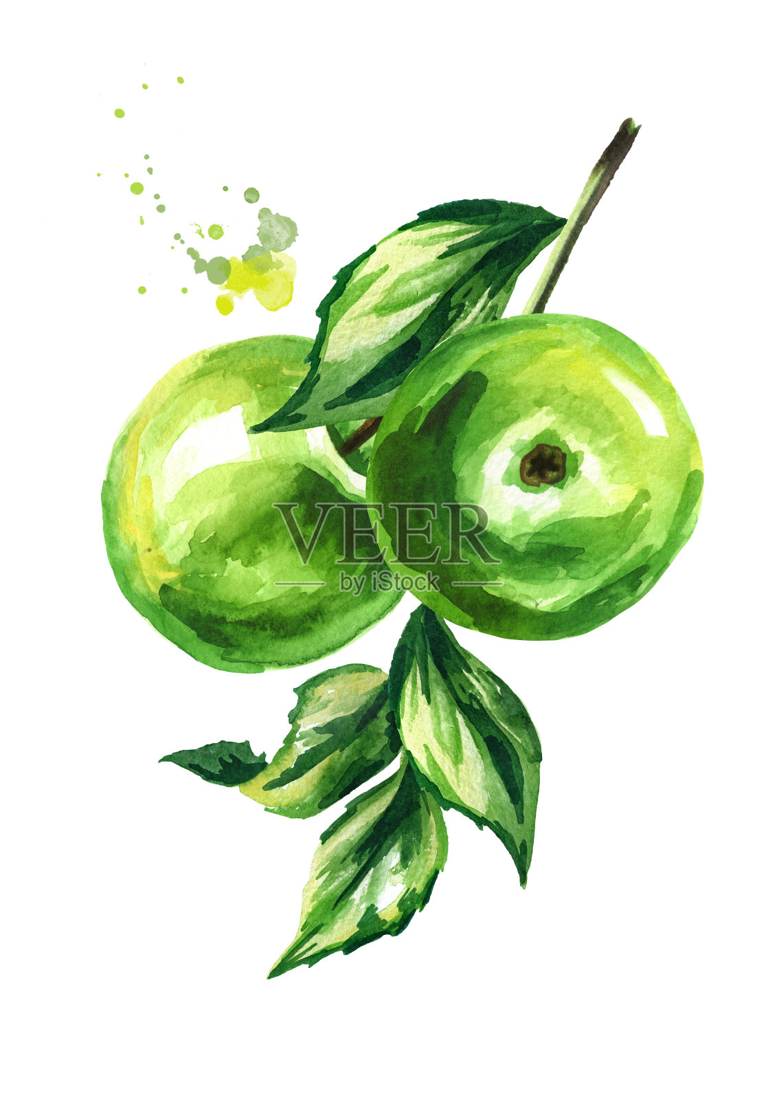 新鲜的绿苹果分枝了。手绘水彩插图，孤立的白色背景插画图片素材
