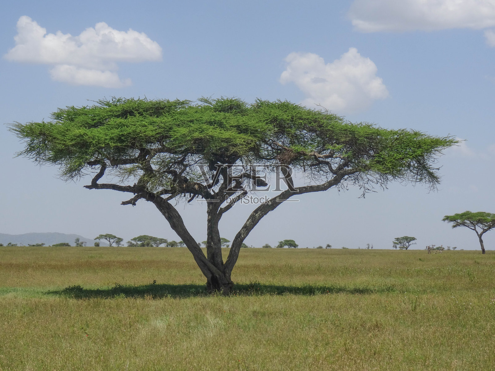非洲大草原的金合欢树照片摄影图片