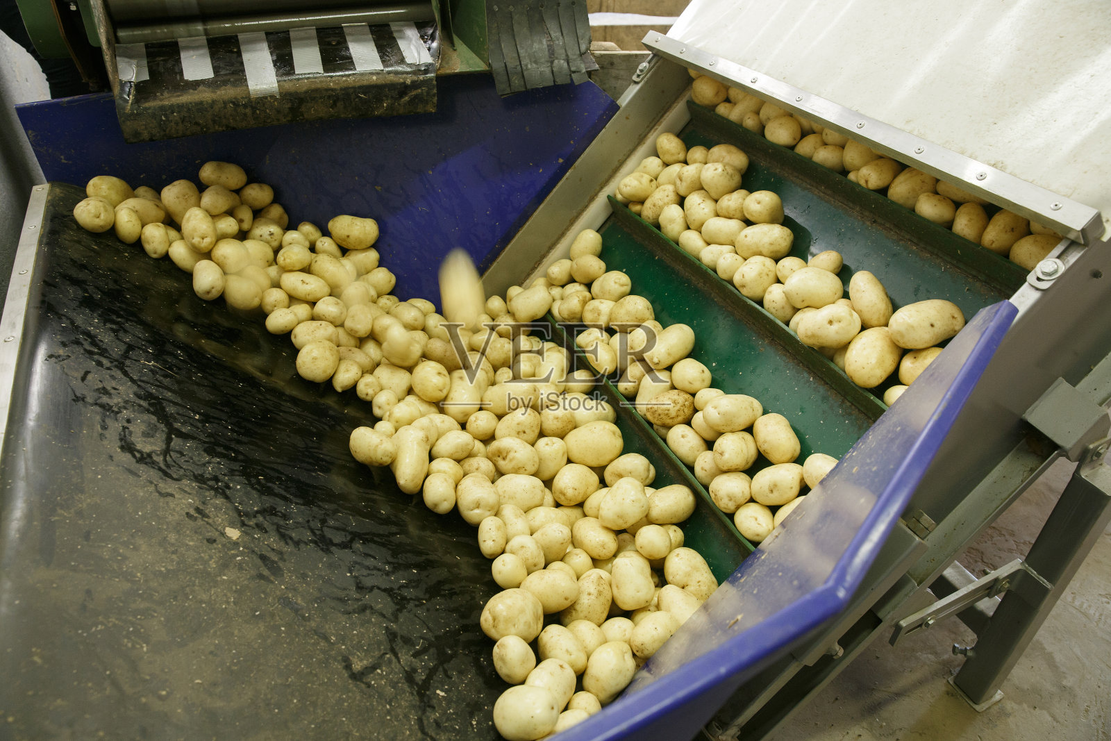 传送带上的新鲜，清洁和分类过的土豆照片摄影图片