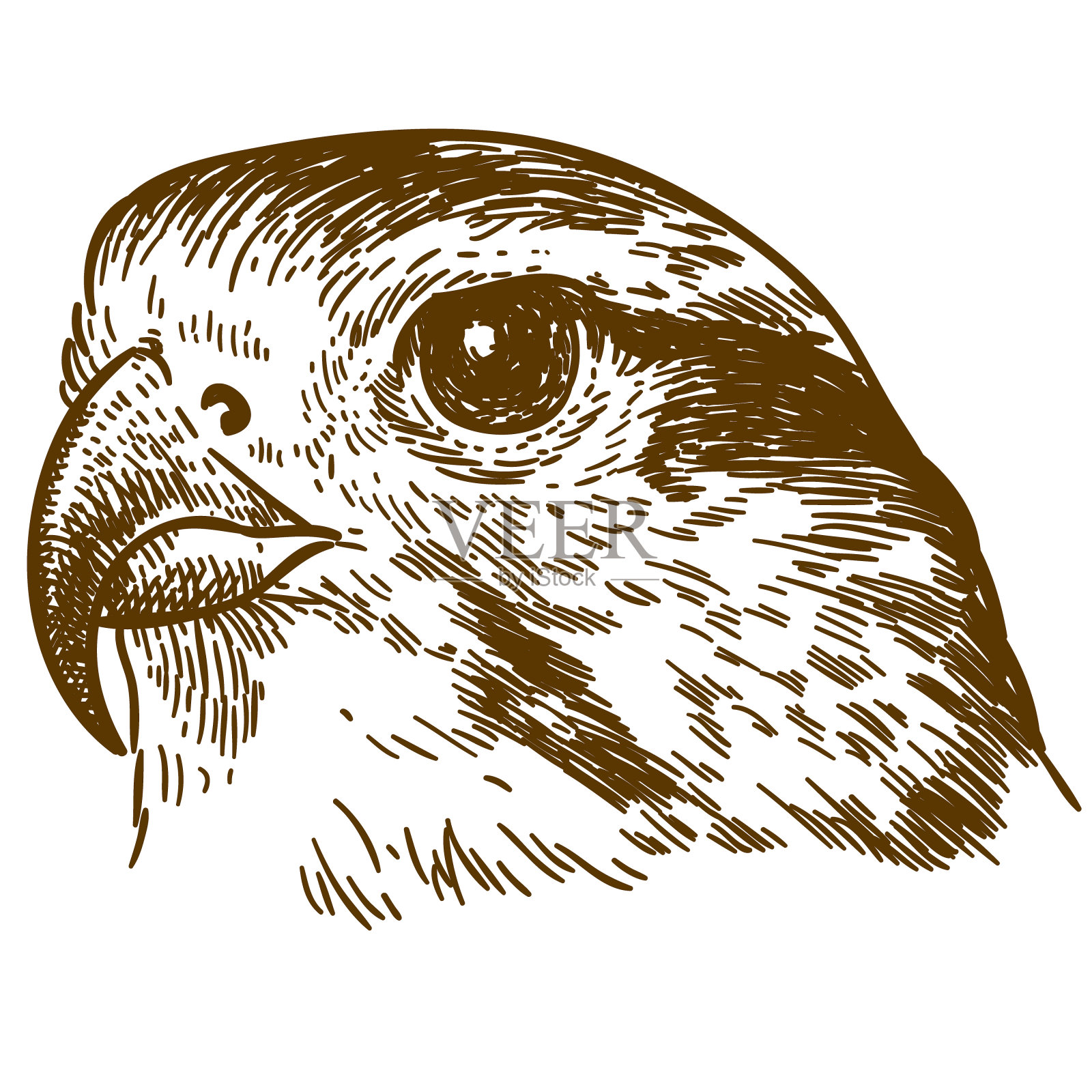 猎鹰头雕刻绘图插图设计元素图片