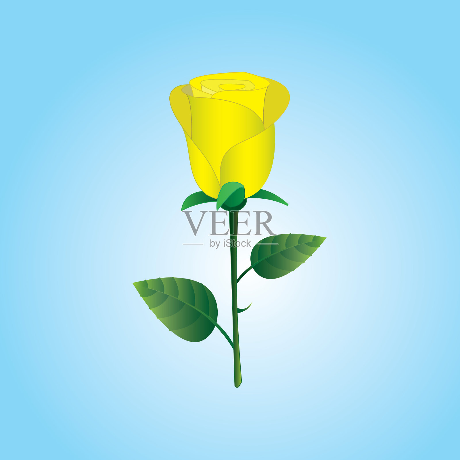 贺卡上的黄色玫瑰或白色背景的花插画图片素材