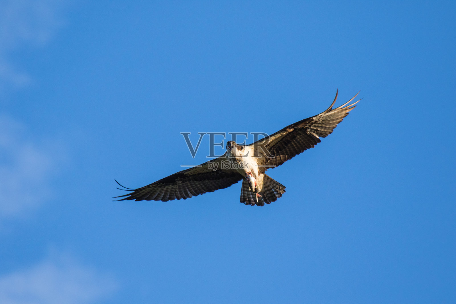 孤立的飞行鱼鹰。天空背景西鱼鹰Pandion haliaetus。吃鱼的猛禽。麦肯兹河，加拿大西北地区照片摄影图片