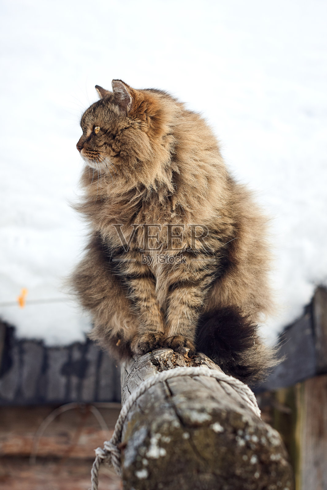 竖画像西伯利亚猫廓高照片摄影图片
